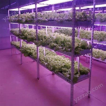 中农智造DX3208立体农业系统 植物水培系统 温室植物工厂