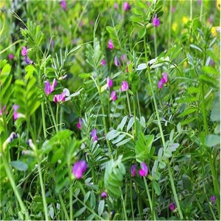 供应 光叶紫花苕种子 光叶紫花苕 菁华种业 光叶紫花苕种子价格