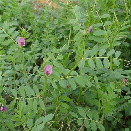 供应 光叶紫花苕种子 光叶紫花苕 菁华种业 光叶紫花苕种子价格