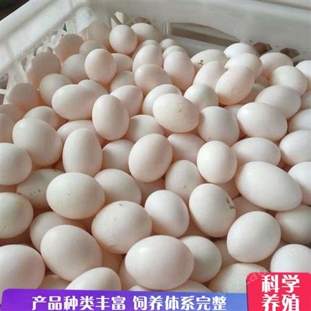养殖鸽子种蛋 杂粮五谷鸽蛋 白条肉鸽子蛋 销售报价