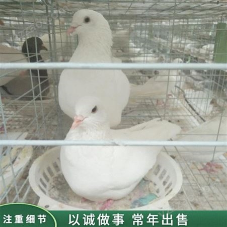 白羽王肉鸽 商品肉鸽养殖 银羽王良种肉鸽 出售价格