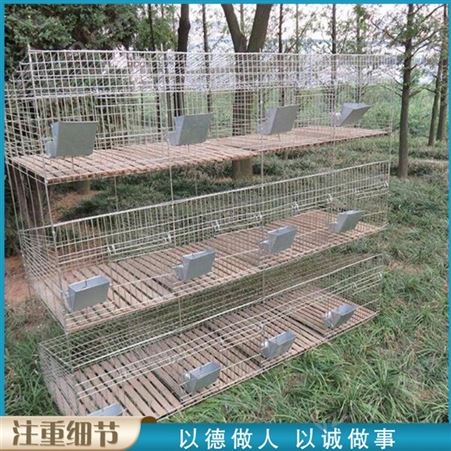 自动清便兔笼 9位种兔养殖笼 商品兔笼子 常年销售