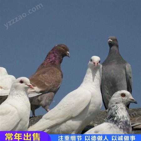 种鸽肉鸽苗 成对肉鸽种鸽 改良白羽王鸽 农家养殖