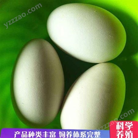 养殖鸽子种蛋 杂粮五谷鸽蛋 白条肉鸽子蛋 销售报价