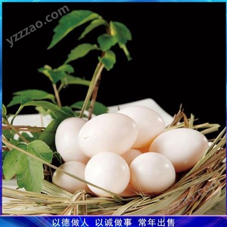 30枚农家鸽蛋 辅食鸽子蛋 肉鸽鸽蛋养殖 厂家出售