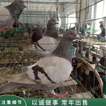 白羽王肉鸽 商品肉鸽养殖 银羽王良种肉鸽 出售价格