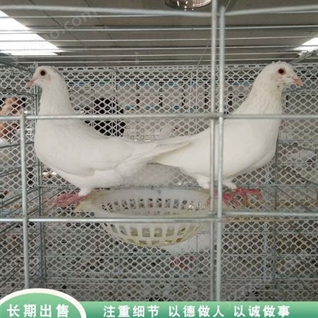 白羽王肉鸽 商品肉鸽养殖 青年肉鸽活体 养殖供应