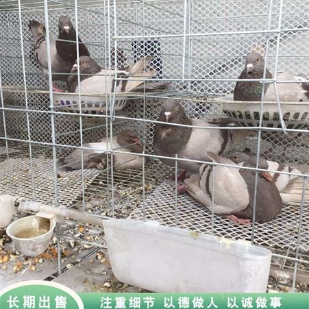 白羽王肉鸽 商品肉鸽养殖 青年肉鸽活体 养殖供应