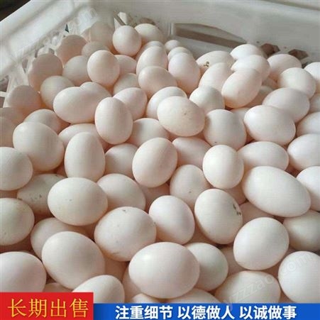 草鸽蛋农养 杂粮五谷鸽蛋 30枚装鸽蛋 农家养殖