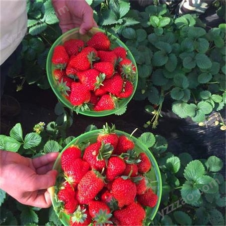厂家推荐奶油草莓苗 章姬草莓苗供应基地 甜宝草莓苗出售 鲁盛农业 现挖现卖