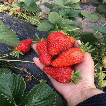 大叶红颜草莓苗基地 批发大叶红颜草莓价格 鲁盛农业