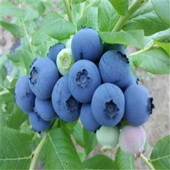极早熟蓝莓苗 追雪蓝莓苗 绿宝石蓝莓苗品种介绍