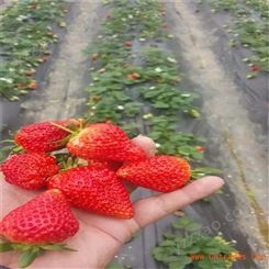 鲁盛农业 太空2008草莓苗热卖 基地太空2008草莓苗价格 量大优惠