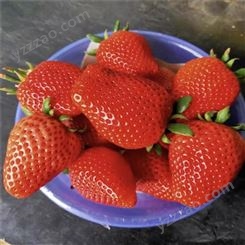 大棚牛奶草莓苗栽植气候 法兰地草莓苗育苗厂家 鲁盛 高产品种