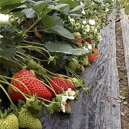 甜宝草莓苗种植时间 法兰地草莓苗基地 甜查理草莓苗厂家 鲁盛农业