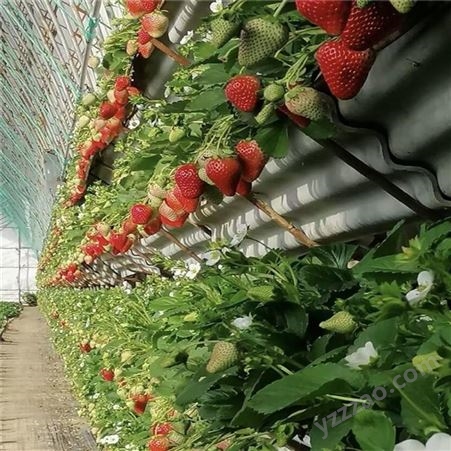 大叶红颜草莓苗基地 批发大叶红颜草莓价格 鲁盛农业