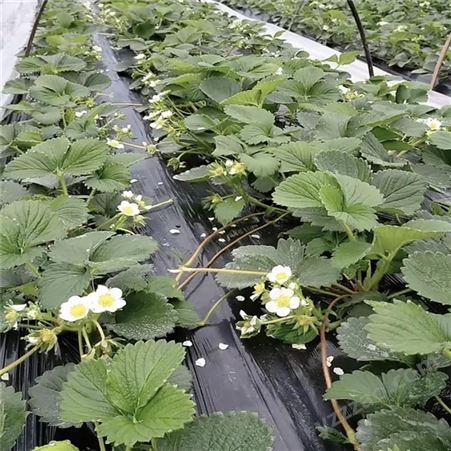 甜查理草莓苗品种 甜查理草莓苗高产抗病 鲁盛农业