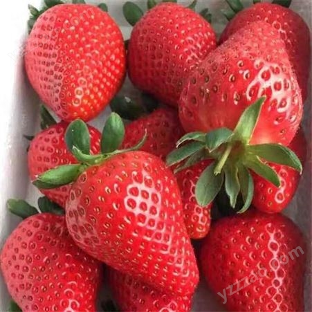 隋珠草莓苗种植时间 基地供应章姬草莓苗 鲁盛 易管理