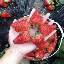 鲁盛农业 隋珠草莓苗批发价格 天仙醉草莓苗热卖 根系完整