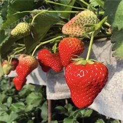 甜查理草莓苗品种 甜查理草莓苗高产抗病 鲁盛农业
