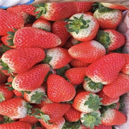 现货供应奶油草莓苗 鲁盛农业奶油草莓苗批发报价 量大优惠
