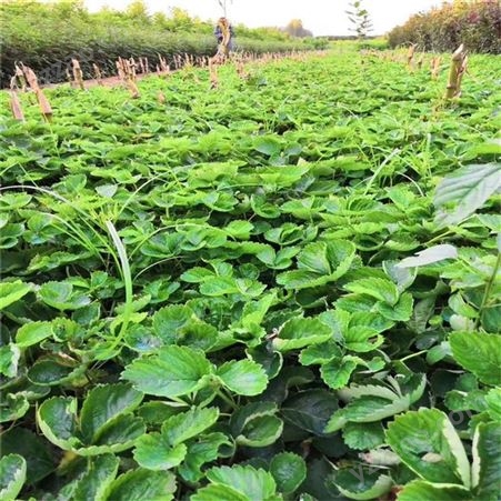 奶油草莓苗价格 鲁盛农业基地供应奶油草莓苗 根系发达 苗子粗壮