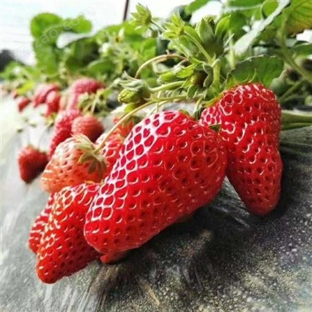 法兰地草莓苗口感 高产法兰地草莓苗生产厂家 鲁盛 现货供应