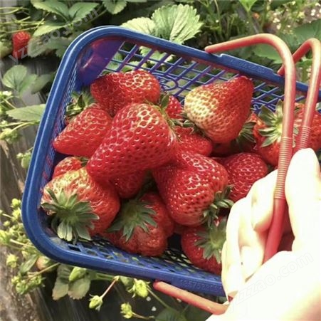 法兰地草莓苗口感 高产法兰地草莓苗生产厂家 鲁盛 现货供应