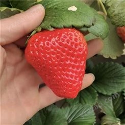 新品种圣诞红草莓苗 鲁盛隋珠草莓苗批发价格 常年供应