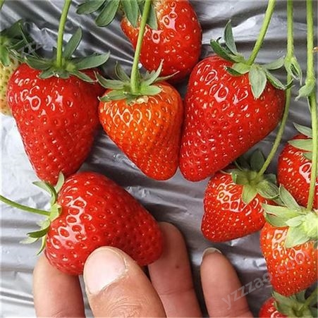 厂家推荐奶油草莓苗 章姬草莓苗供应基地 甜宝草莓苗出售 鲁盛农业 现挖现卖