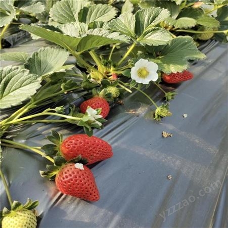 现货供应奶油草莓苗 鲁盛农业奶油草莓苗批发报价 量大优惠