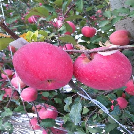 美国8号苹果苗管理技术 众成一号苹果树苗价格 鲁丽苹果苗基地