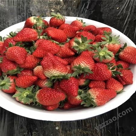 草莓苗丰产稳产个大味美 新品种隋珠草莓苗价格 鲁盛 产地
