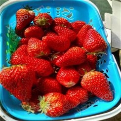 草莓种苗 甜查理草莓基地供应 鲁盛 当年结果