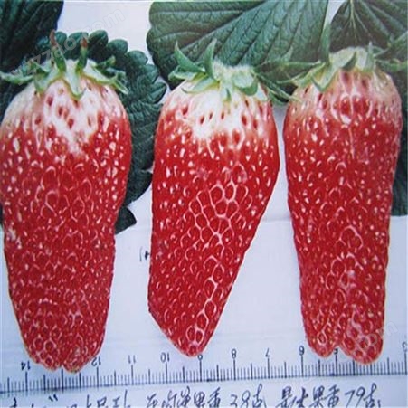 草莓种苗 甜查理草莓基地供应 鲁盛 成活率高