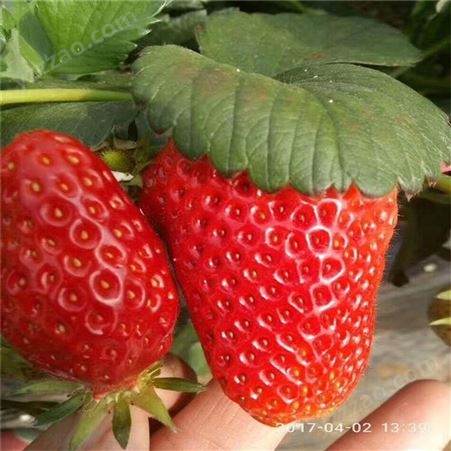 红颜草莓苗现挖现卖 甜查理草莓基地供应 鲁盛 批发