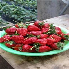 基地出售甜查理草莓苗 批发红颜草莓苗 鲁盛 量大从优