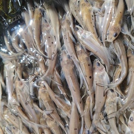 汇海水产美国斑点叉尾鮰鱼苗批发 淡水叉尾鮰鱼苗 各种规格 价格优