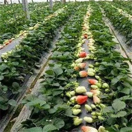 红颜草莓苗现挖现卖 易成活红颜草莓苗 鲁盛 成活率高