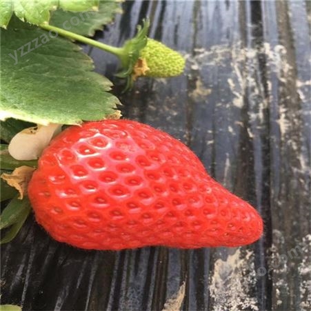 草莓种苗 甜查理草莓基地供应 鲁盛 成活率高
