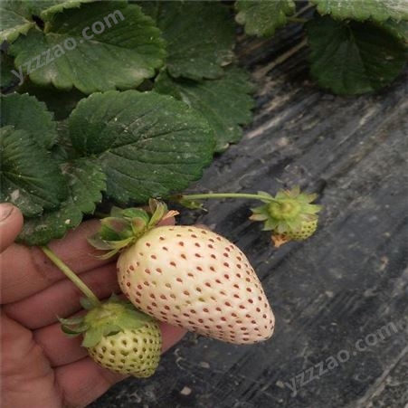 草莓苗丰产稳产个大味美 新品种隋珠草莓苗价格 鲁盛 产地