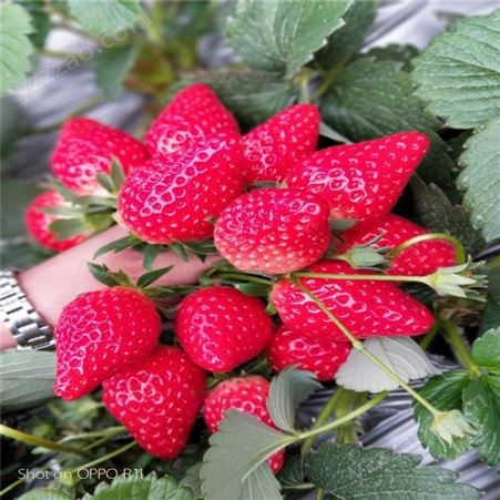 章姬奶油草莓苗 口感好章姬草莓苗價格 魯盛 產地