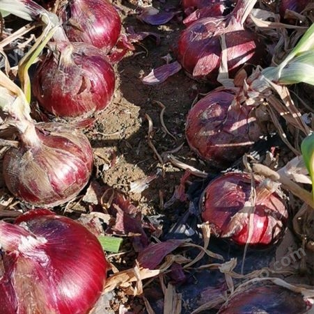 红皮洋葱种植 无公害蔬菜 支持定制