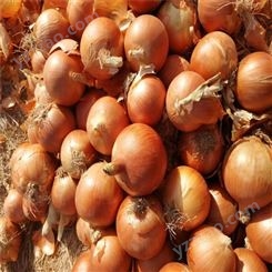 现货批发 无公害黄皮洋葱 农业食品 支持定制