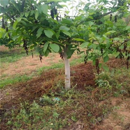 义隆15公分核桃树种植基地 15核桃树产地价格