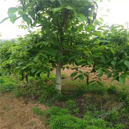 义隆15公分核桃树种植基地 15核桃树产地价格