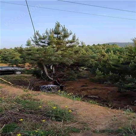 4米油松价格 山西义隆4米油松种植基地