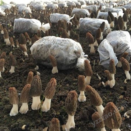 优选六妹系列羊肚菌菌种原种栽培种 稳产 提供种植技术培训服务