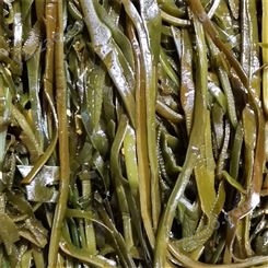 即食海带丝 特产海带丝 下饭海带丝 厂家供应