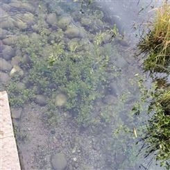 四川河道湖泊污染治理工程矿物水体净化剂